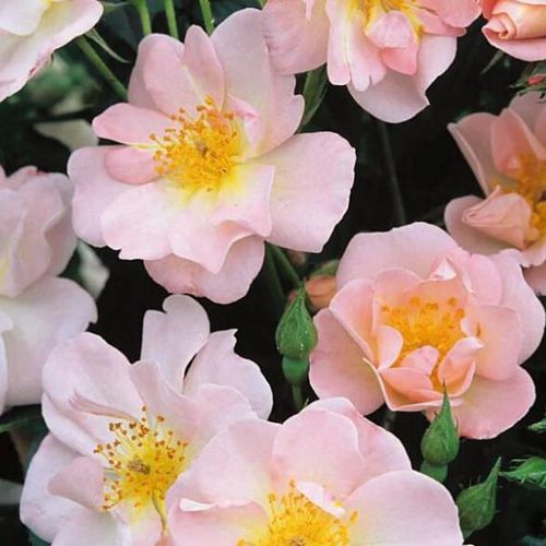 Gärtnerei - Rosa Open Arms - rosa - kletterrosen - stark duftend - Christopher H. Warner - -